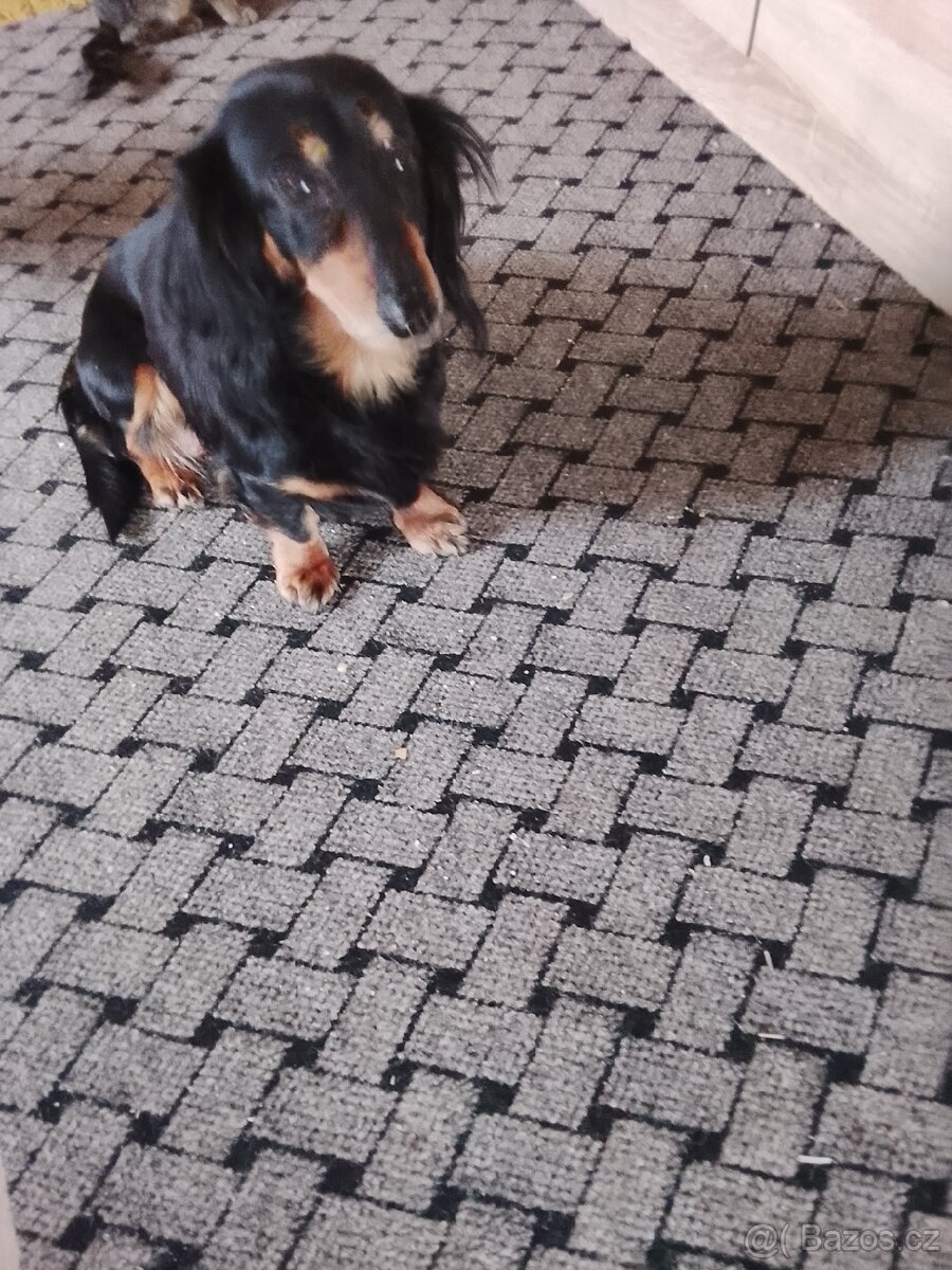 Jezevčík trpaslici - 4