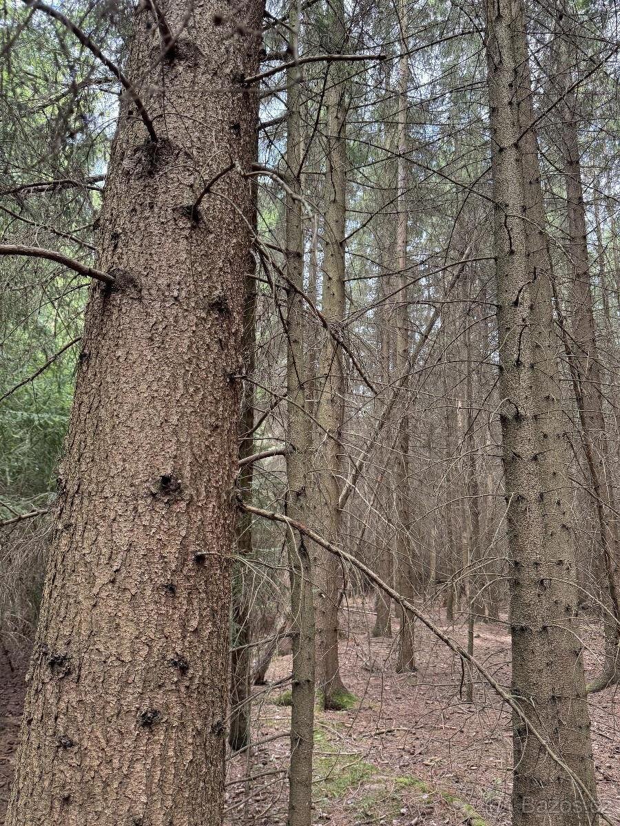 Prodám lesní pozemky v k.ú. Křenovice - 4