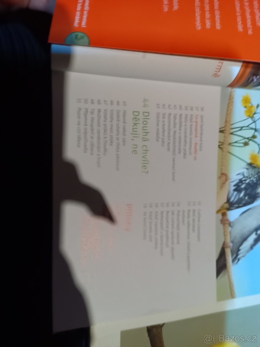 Korela cockatiel - 4