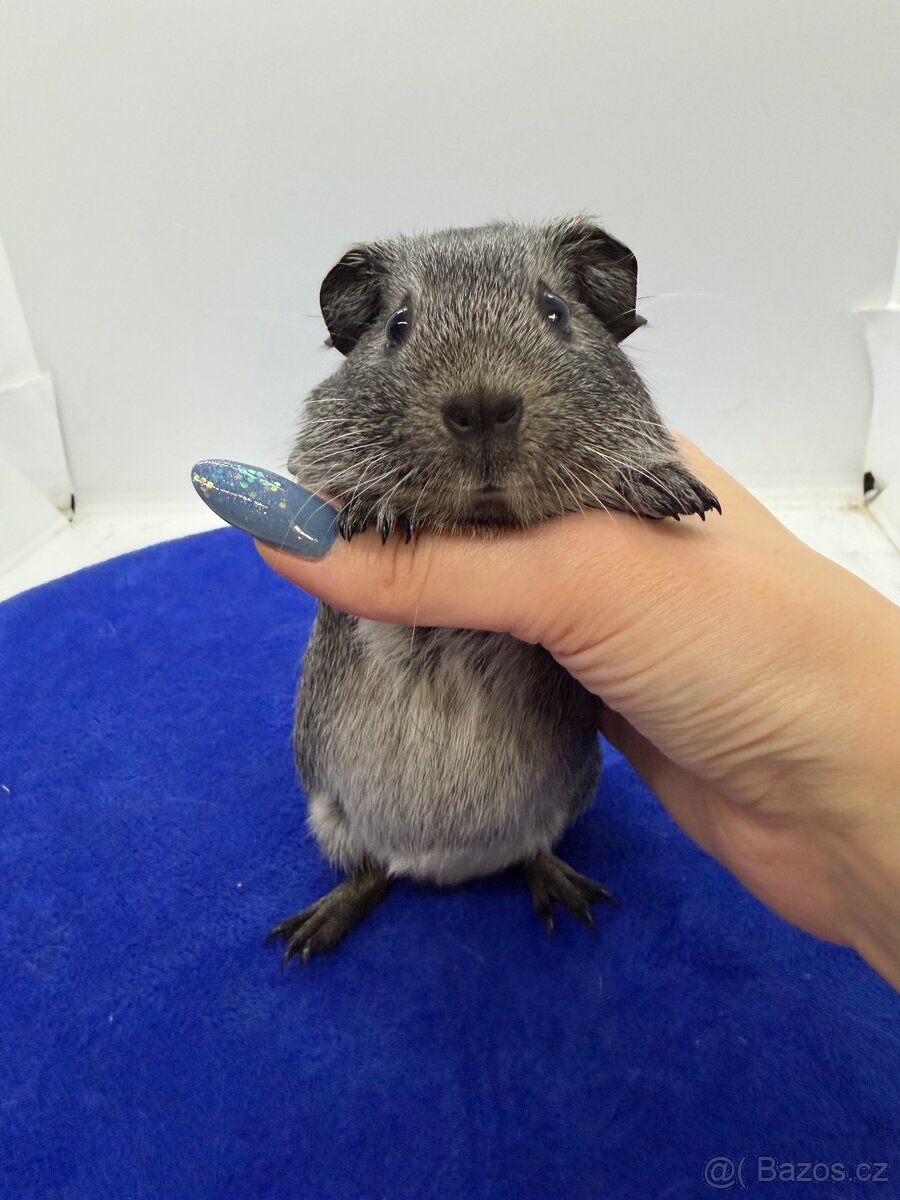 Morče hladke sameček aguti černá/bílá - 4