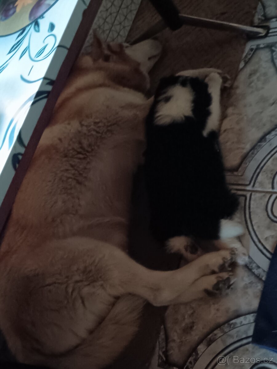 Štěně - 4