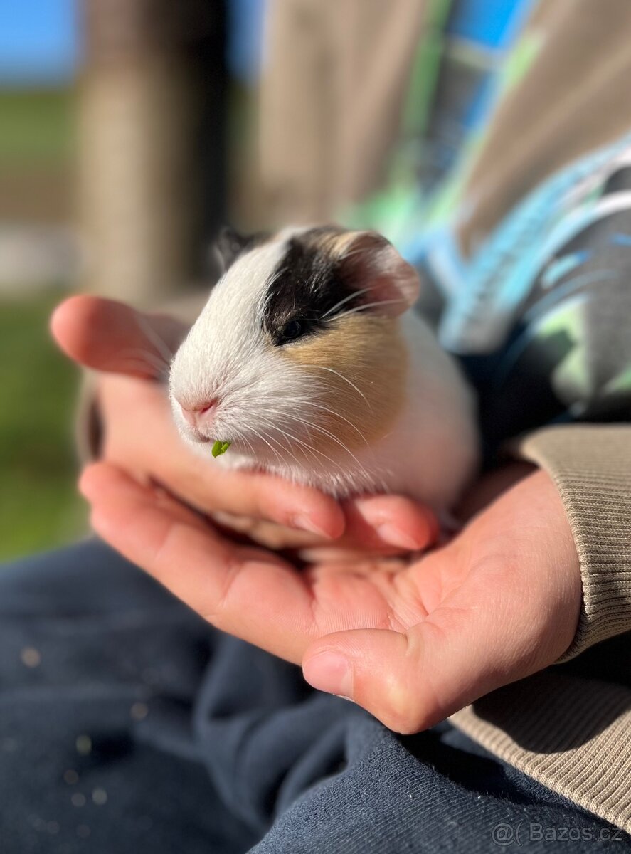 Morče, morčátko - 4