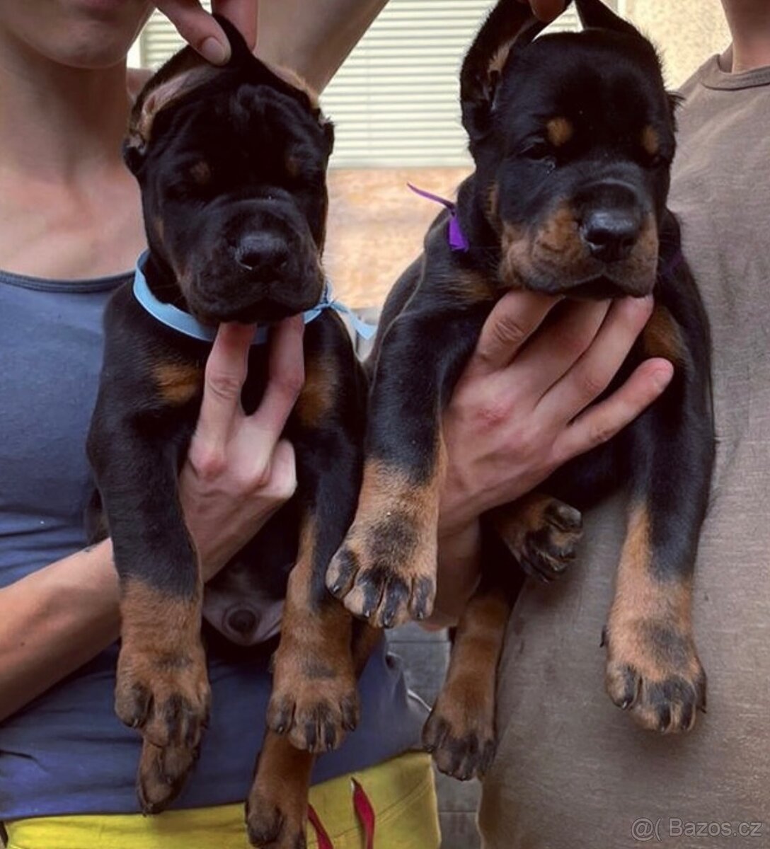 Dobrman štěňata s PP - 4