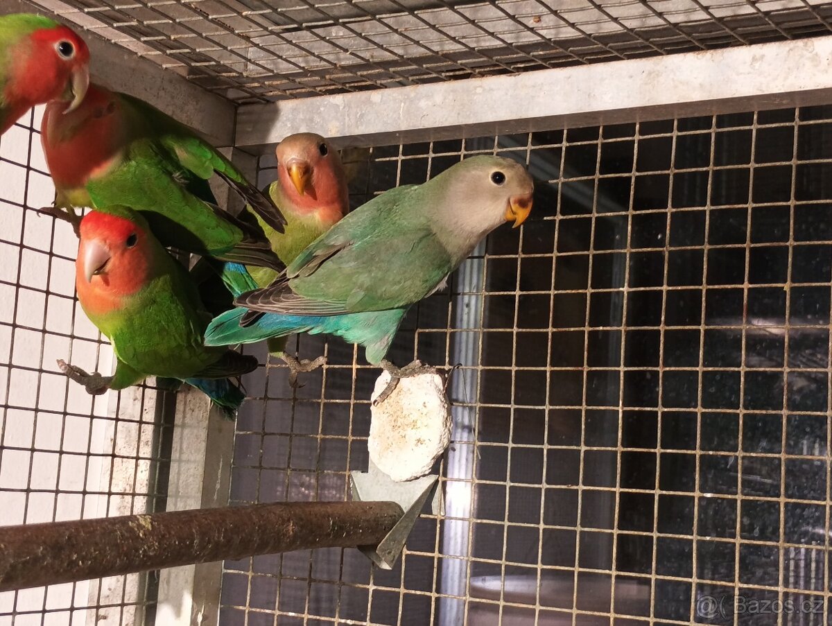 Prodám papoušky mnohobarvé - 4