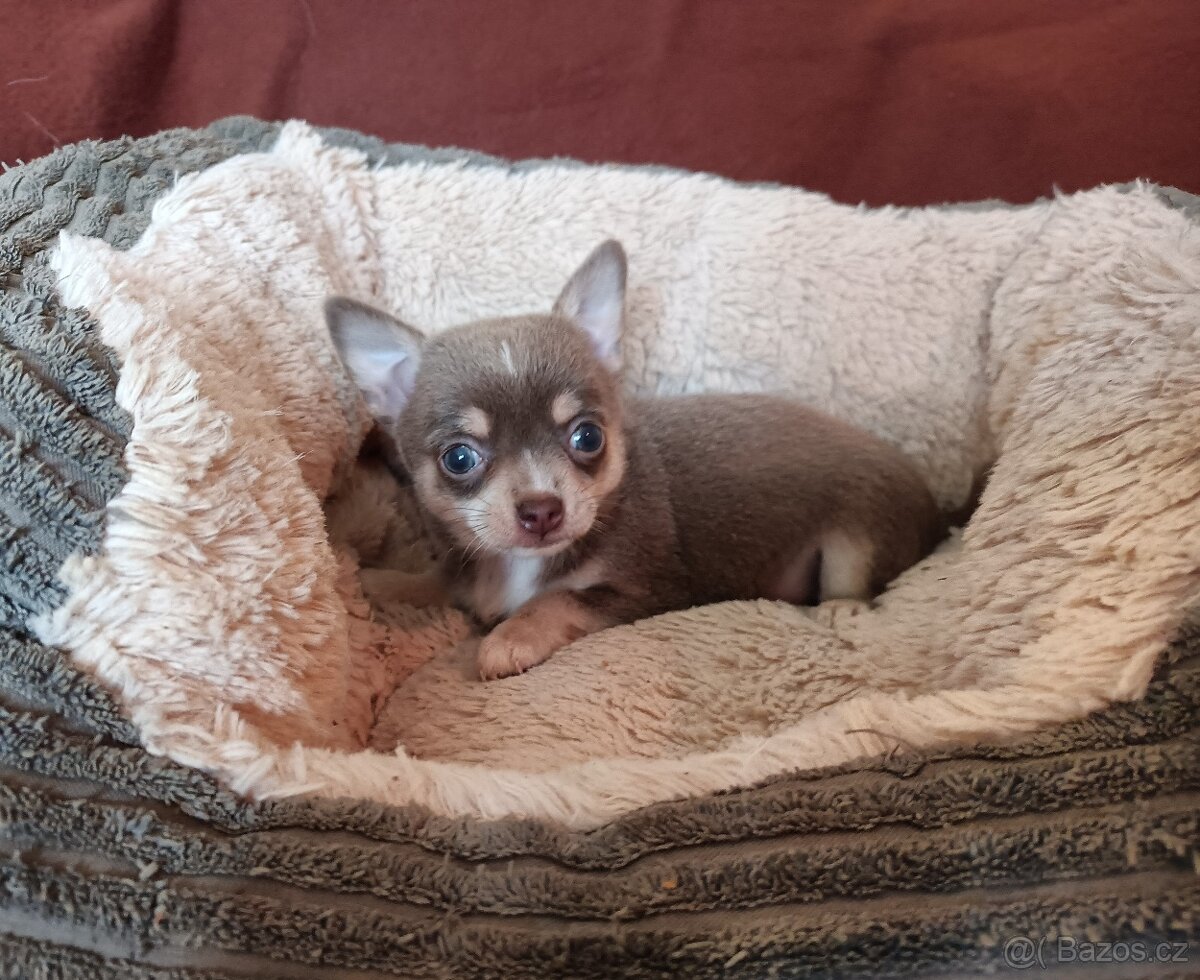 Čivava - štěňátka bez pp - 4