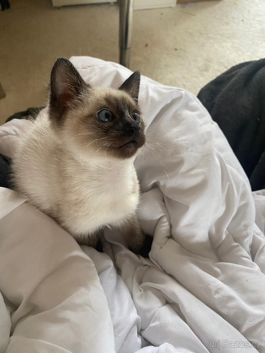 Siamska koťata bez PP - 4