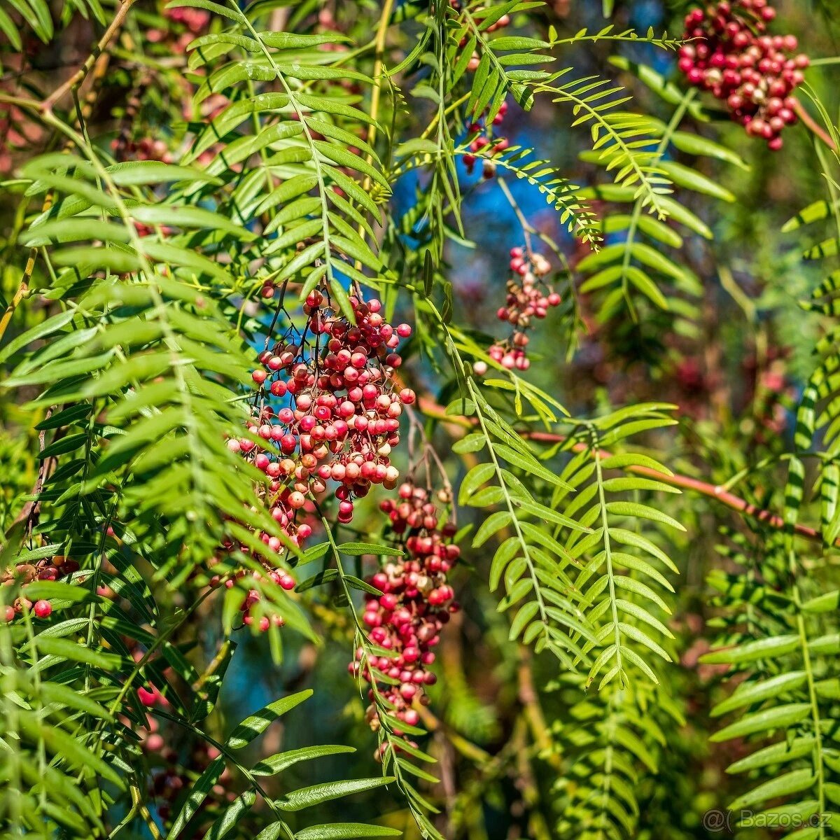 Sazenice růžového pepře - 4