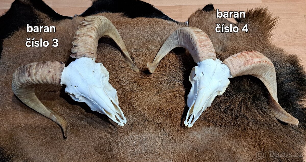 Trofeje, baran - 4