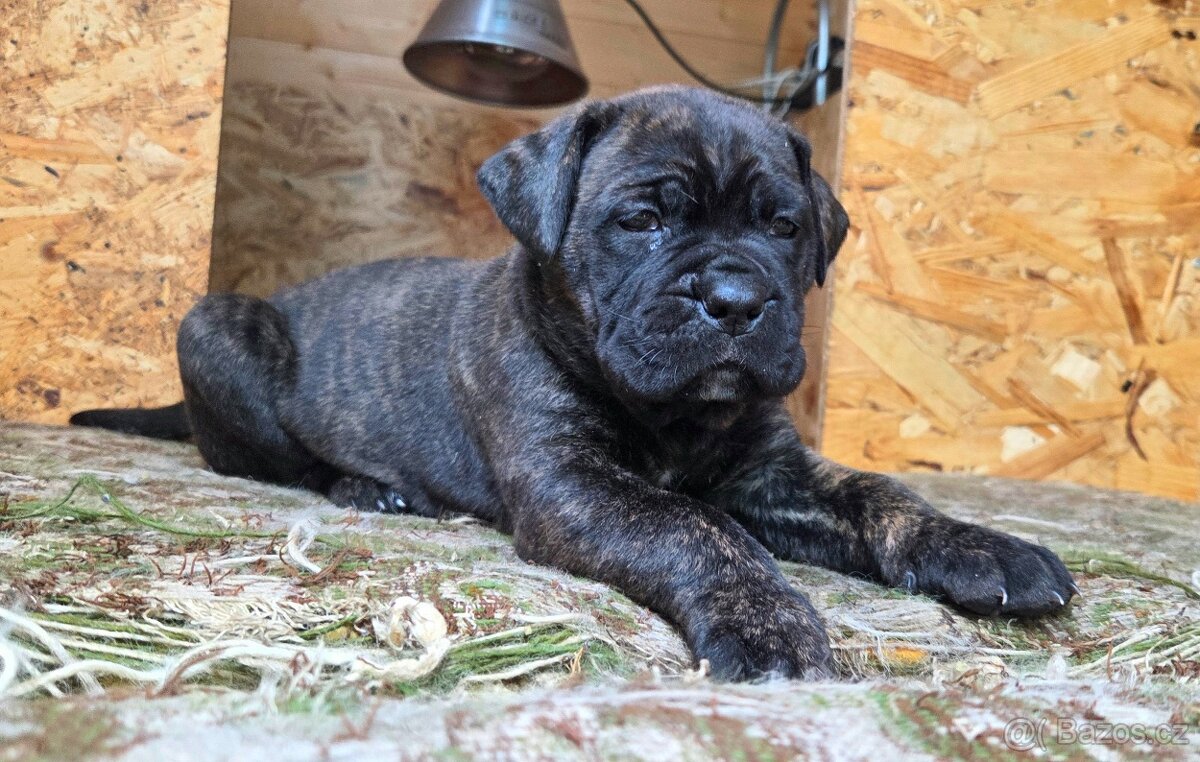Cane corso s PP - 4