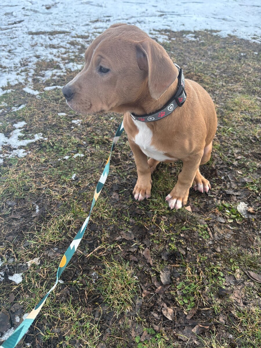 Americký stafordsirsky terier, Stafford, amstaf - 4