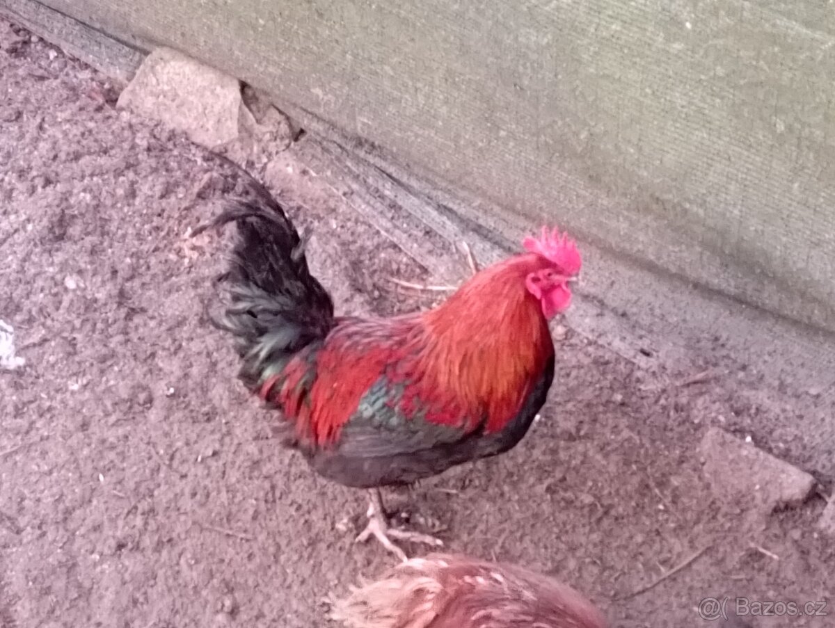 Nasadova vejce marans Brno - 4