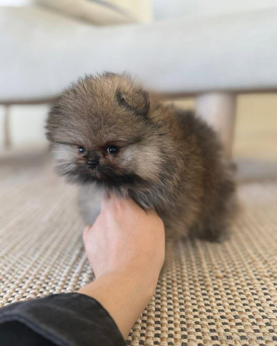 Pomeranian Mini - 4