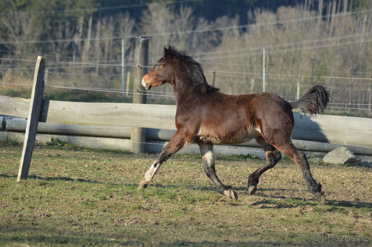 Welsh cob- hřebeček - 4