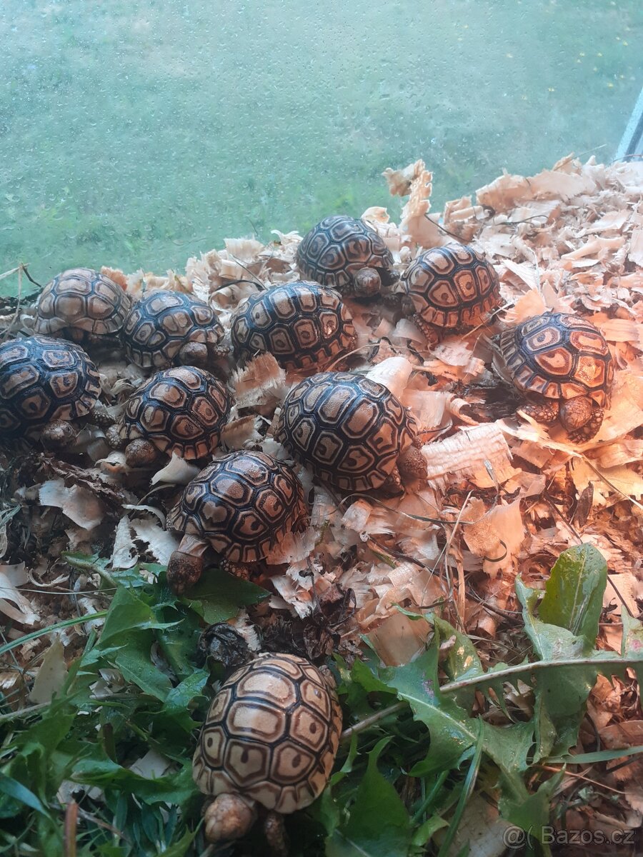 Želva pardali mláďata - 4