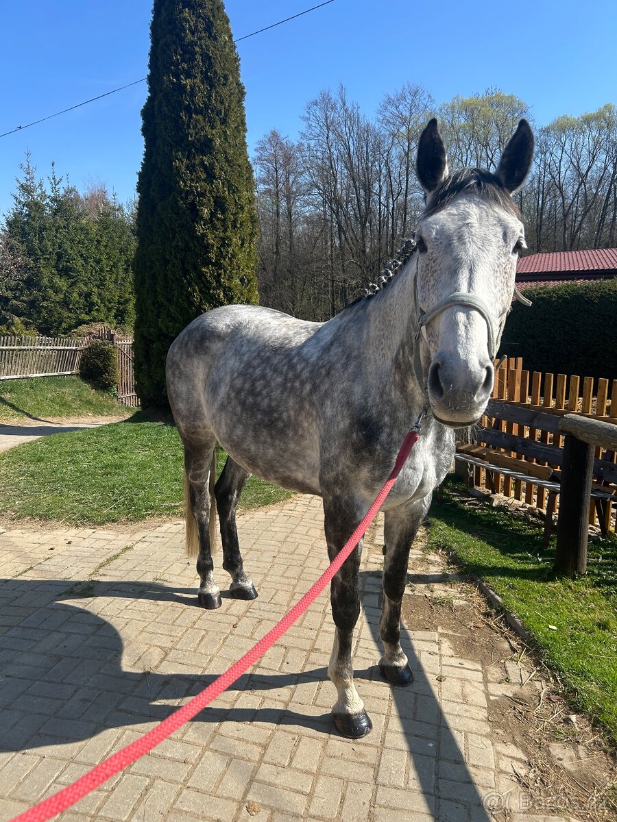 Osmiletá klisna - 4