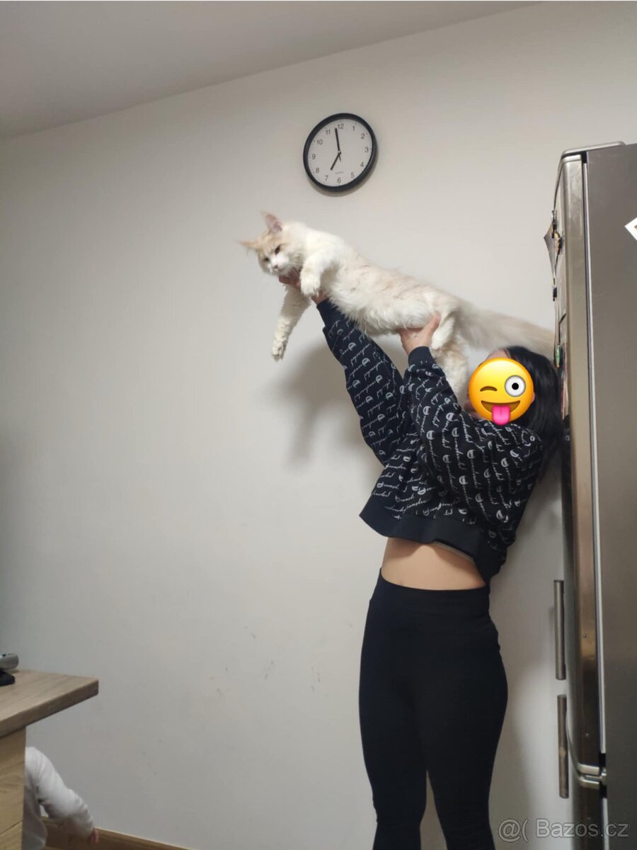 Mainský mývalí kocour - 4