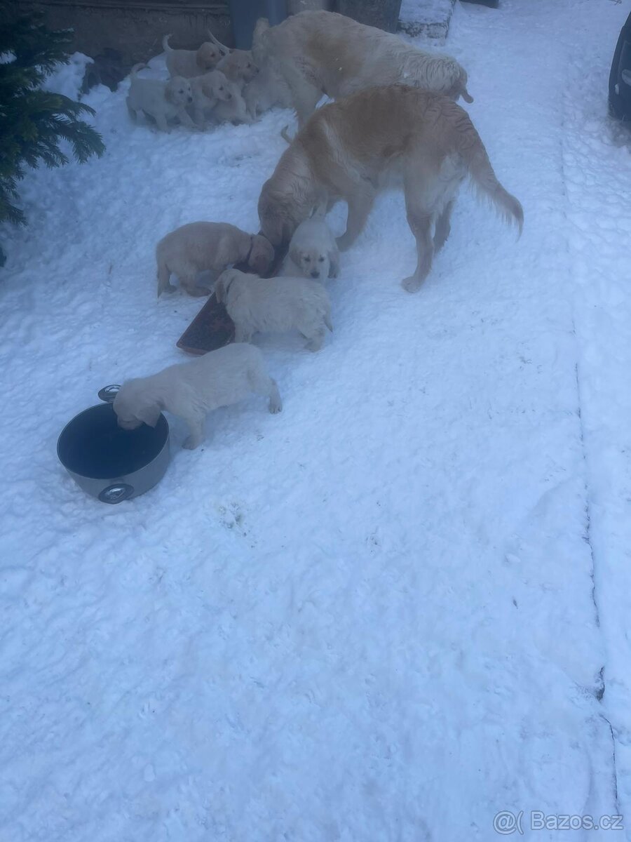 Zlatý retrívr štěňátka - 4