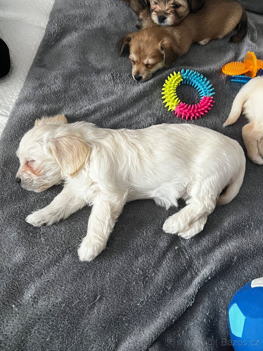 Štěňátka - 4