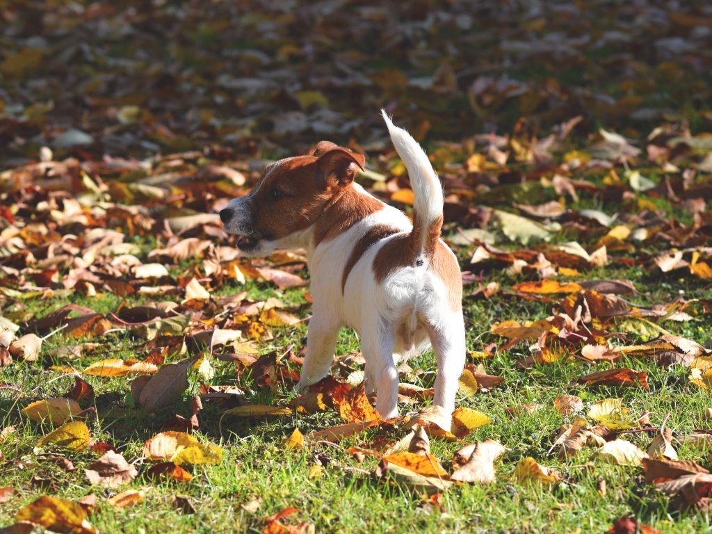 Jack Russel teriér s PP - URUS - 4