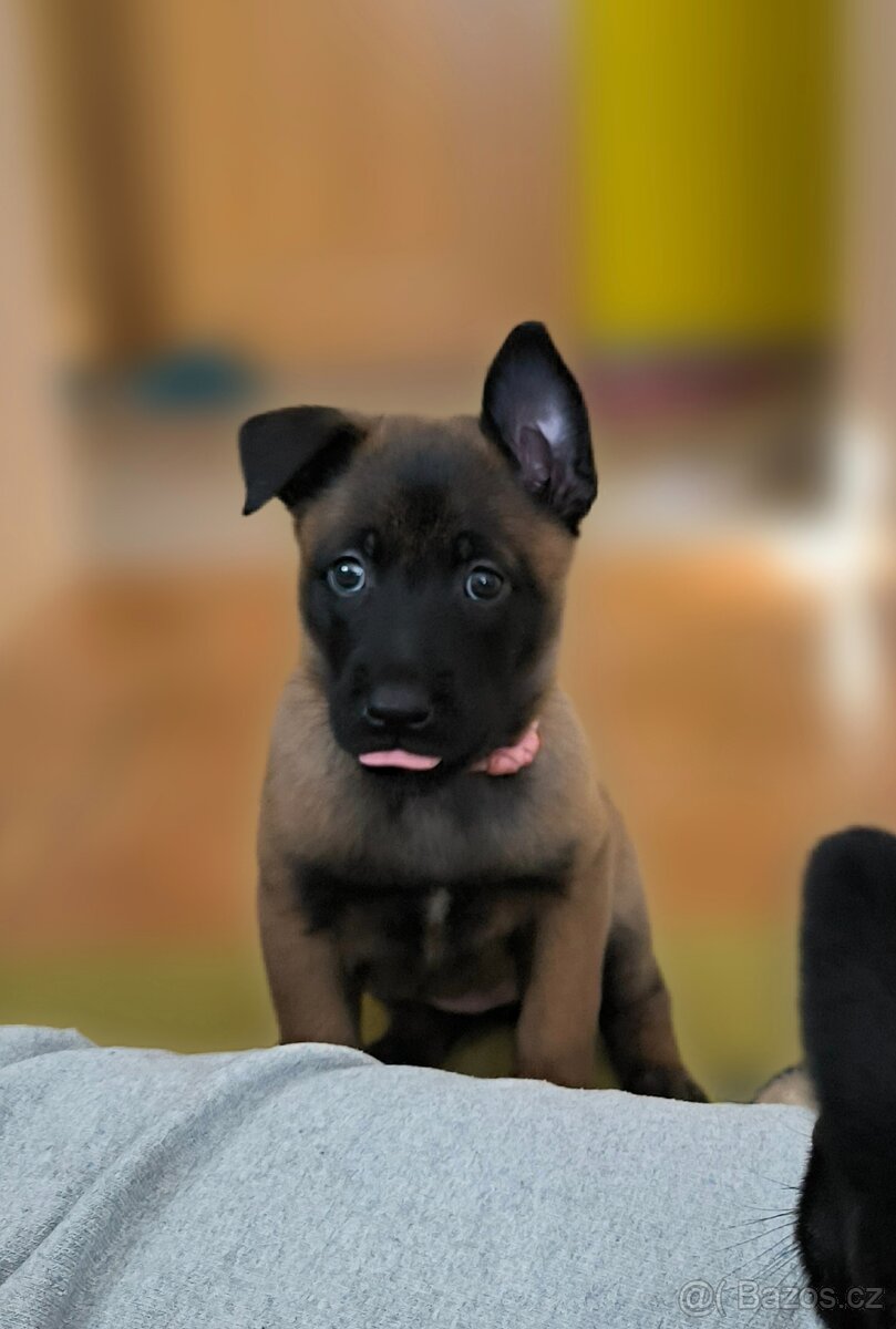 Belgický ovčák malinois s pp - 4