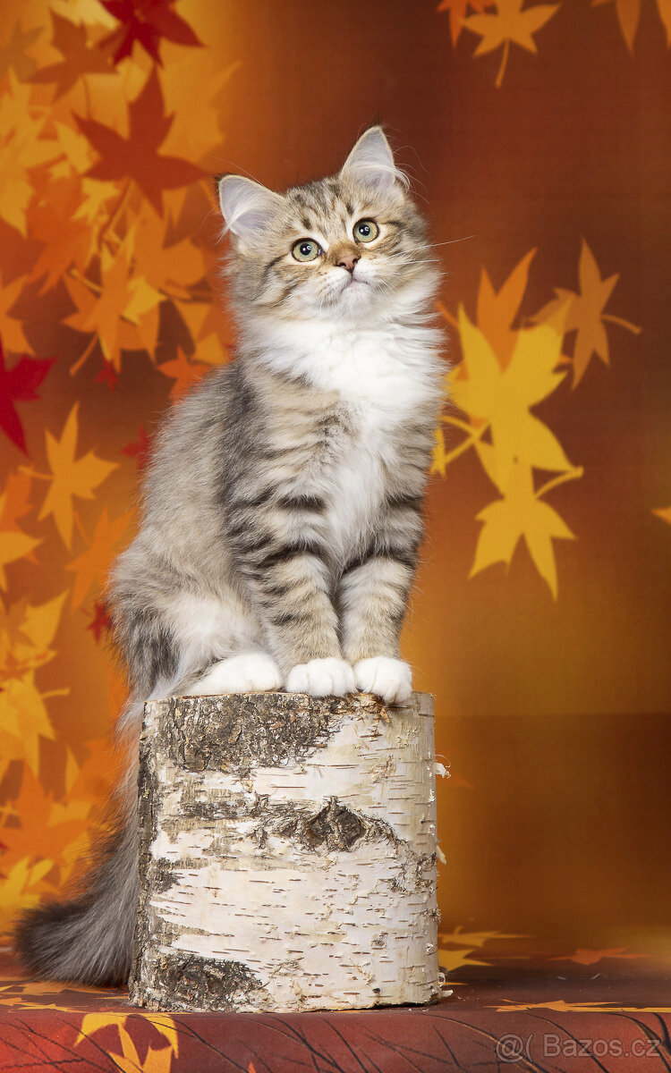 Sibiřská kočka - kocourek s PP - 4