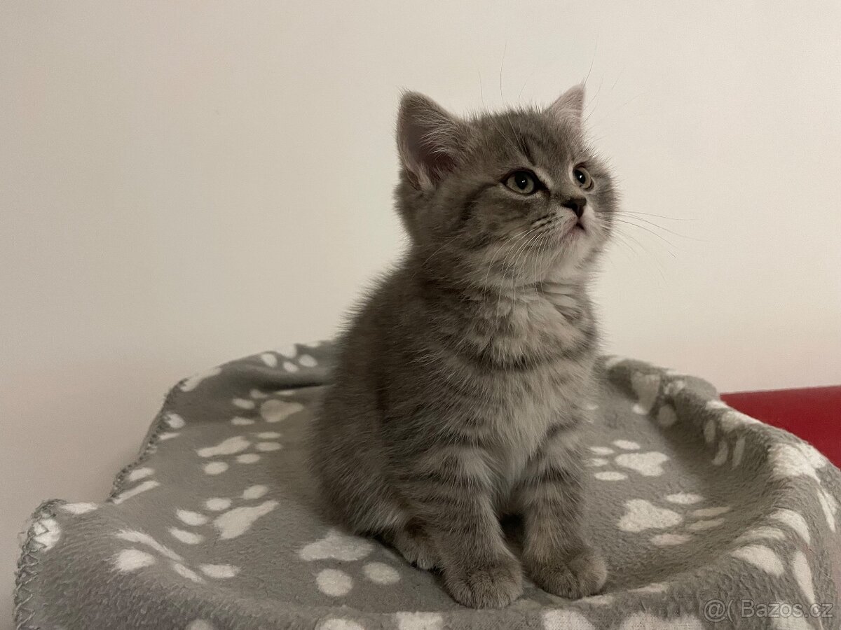 koťátko bez PP (kočička tmavá) - 4