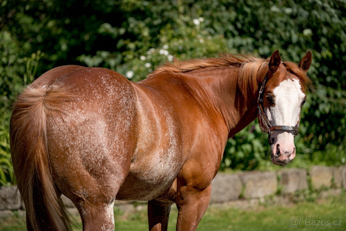 APH 6 let valach - 4