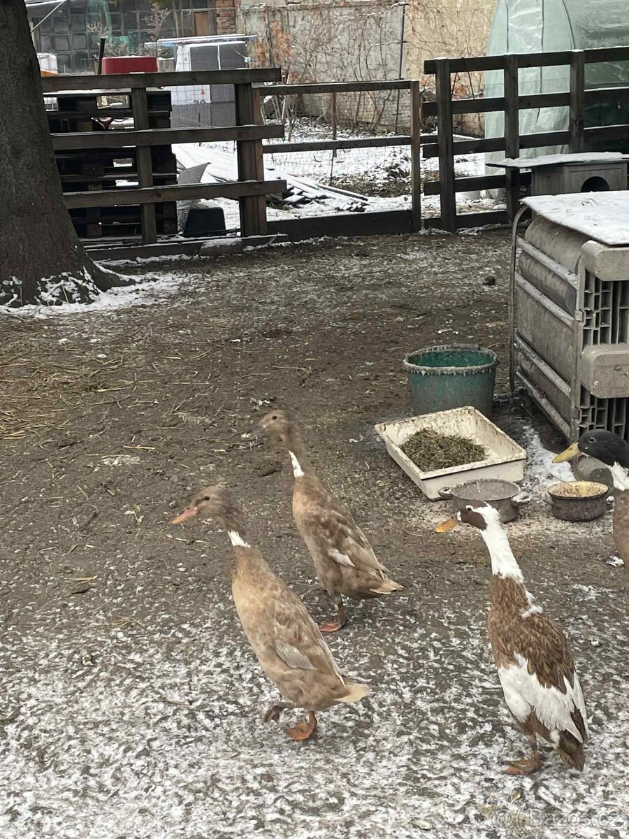 Indický běžec - 4