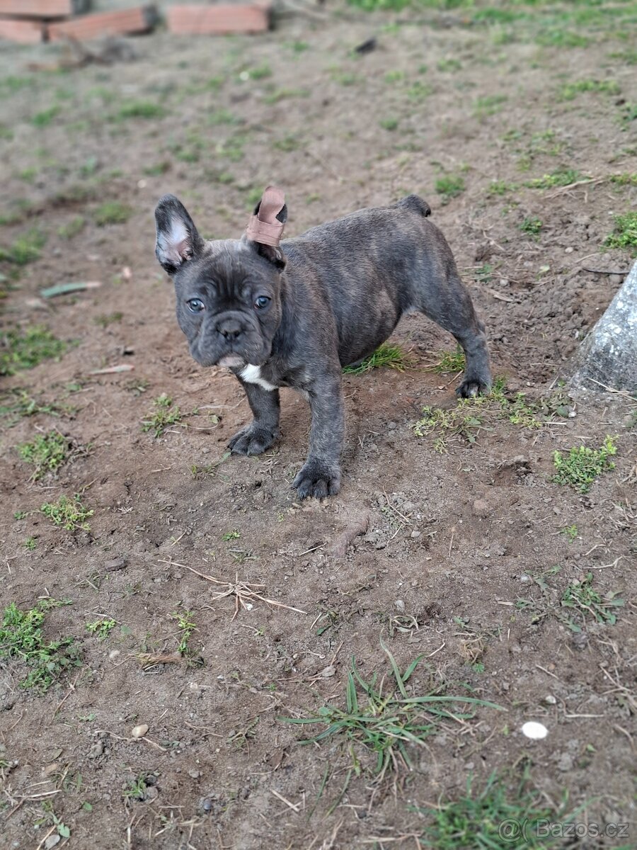 Francouzský buldoček modrej - 4