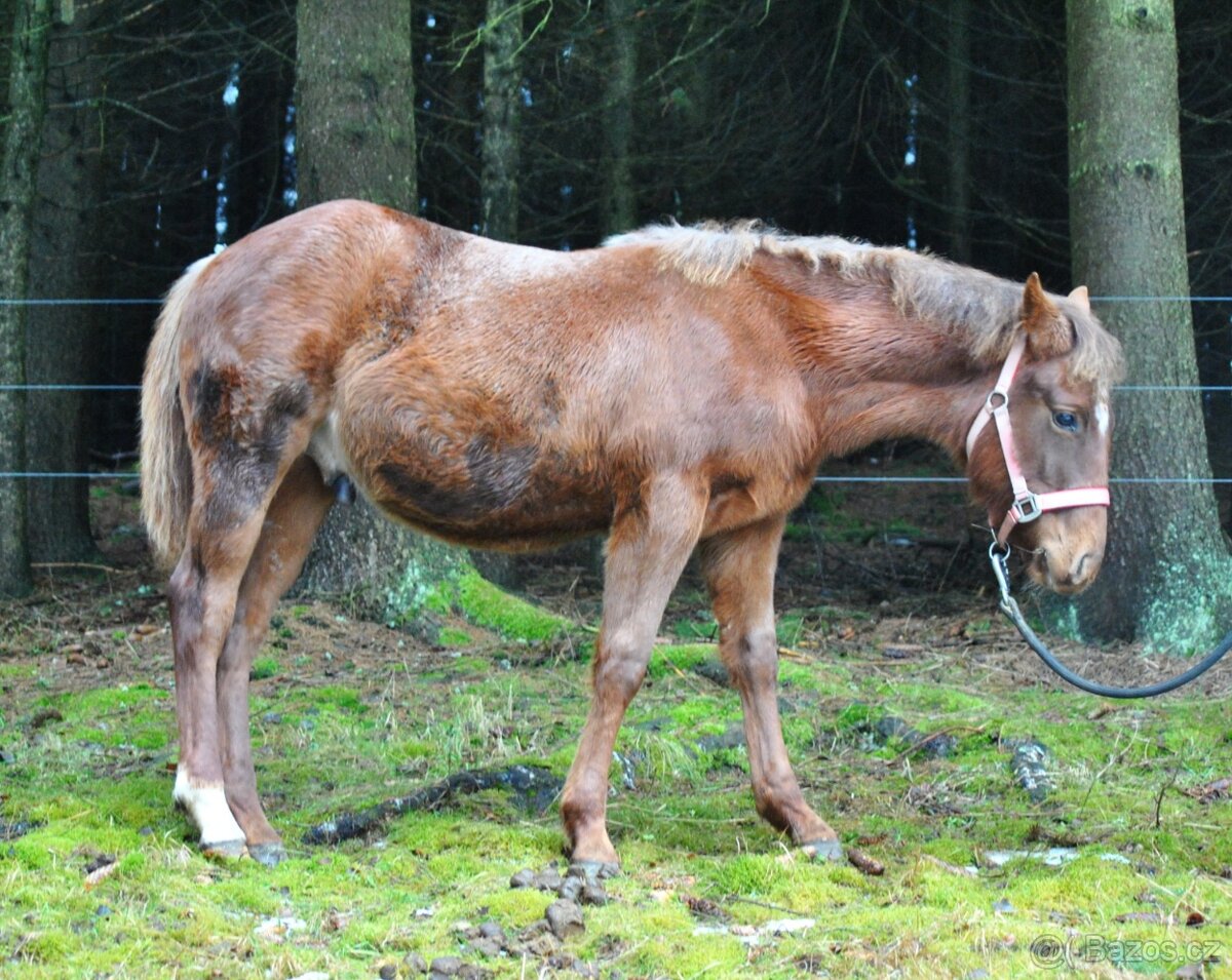 AQH hřebeček 2025 - 4