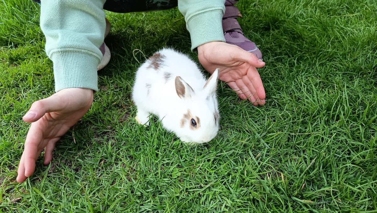 Zakrslý králík - 4