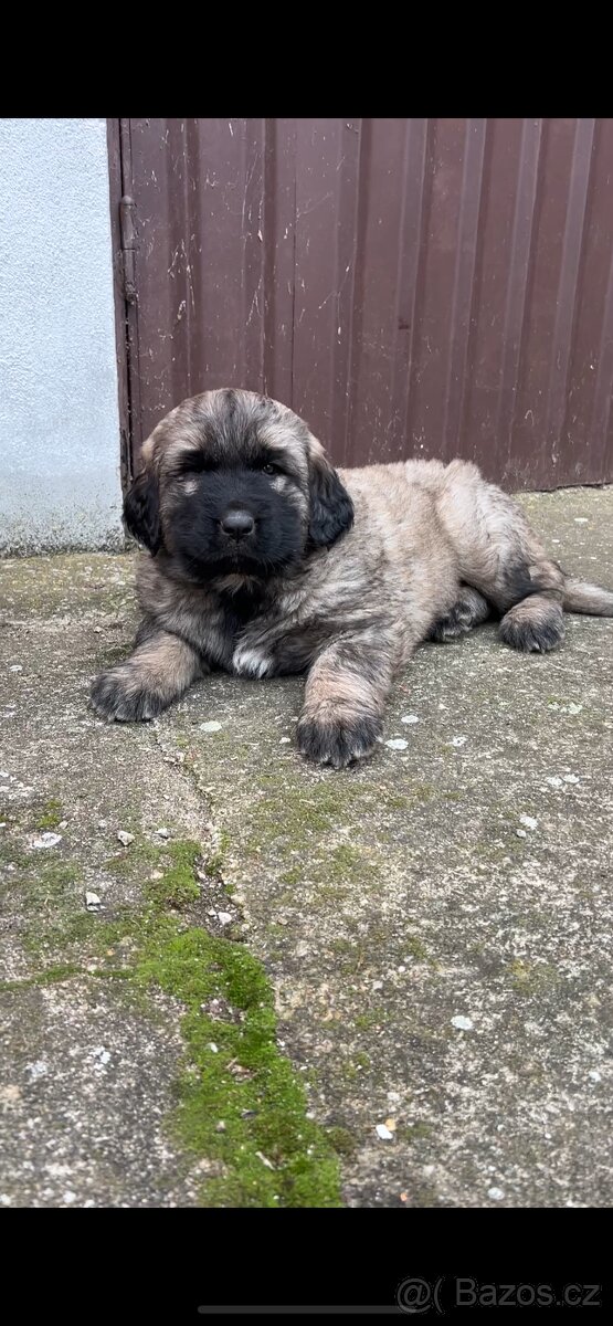 Štenátko Kaukazský ovčiak - 4