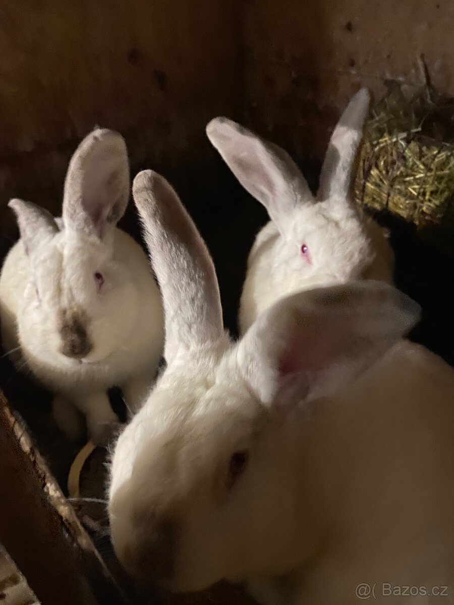 Kalifornský králík - 4