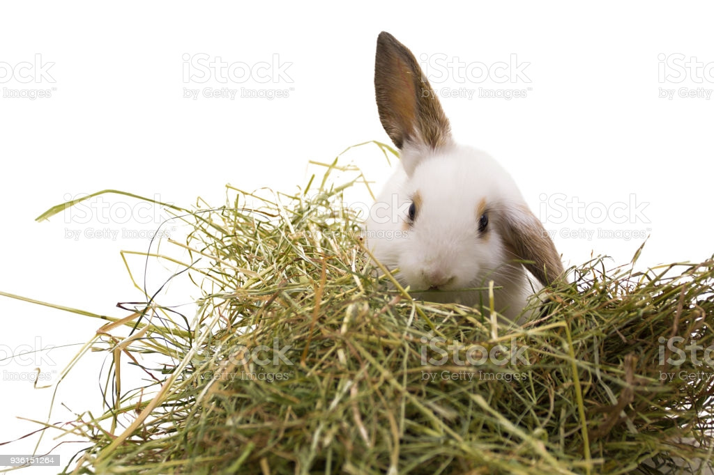 Seno/sláma letošní - čisté, voňavé - v pytlích -Ml. Boleslav - 4