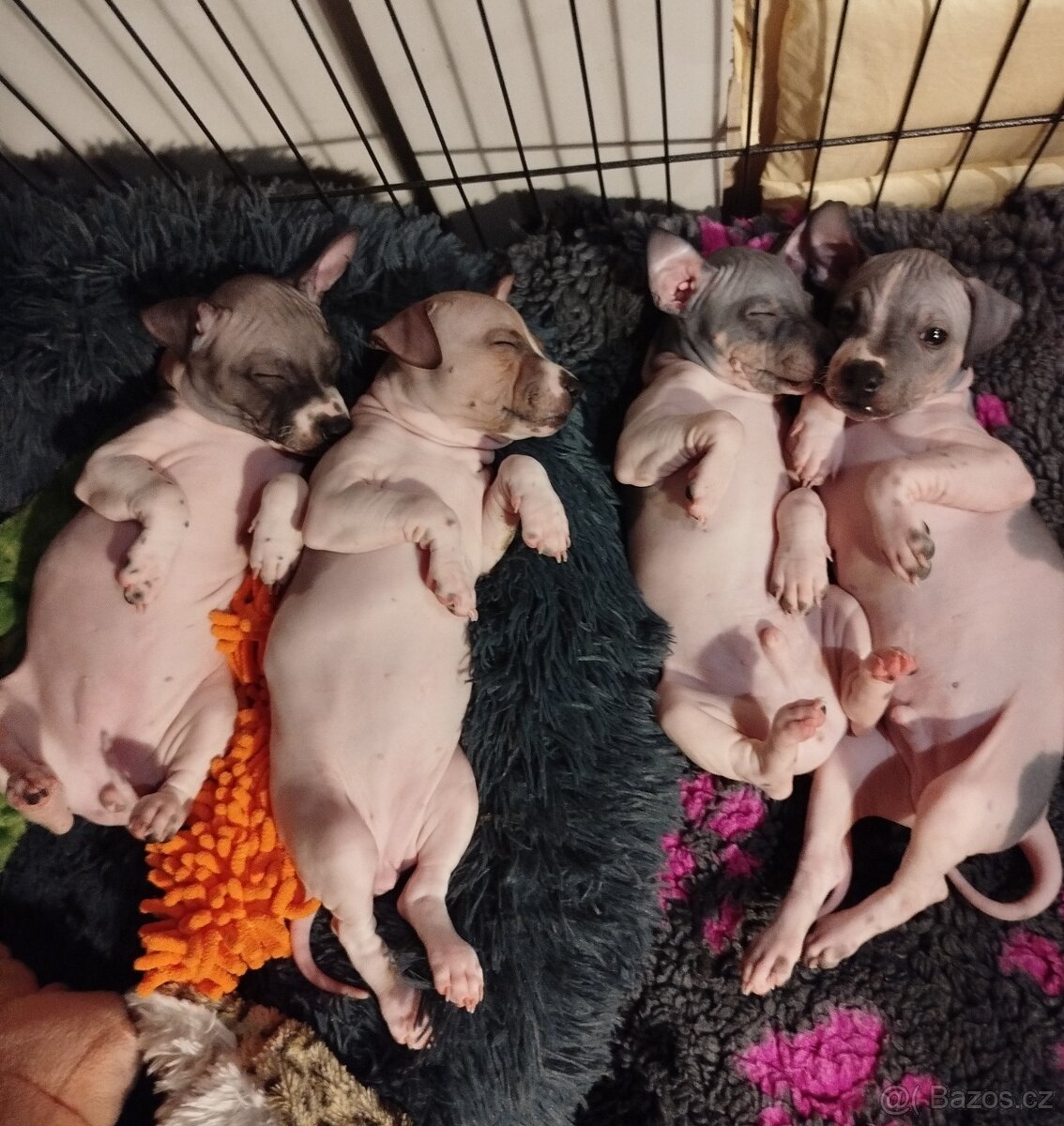 Americký bezsrstý teriér - 4