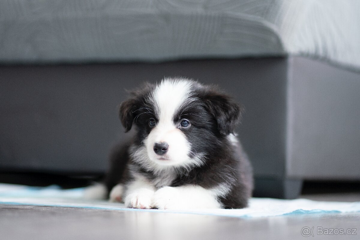 Border kolie s PP - 4