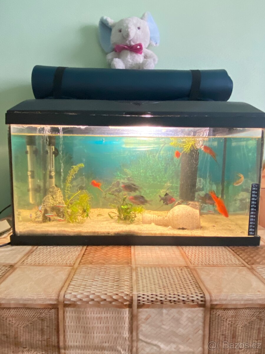 Akvarijní ryby komplet - 4