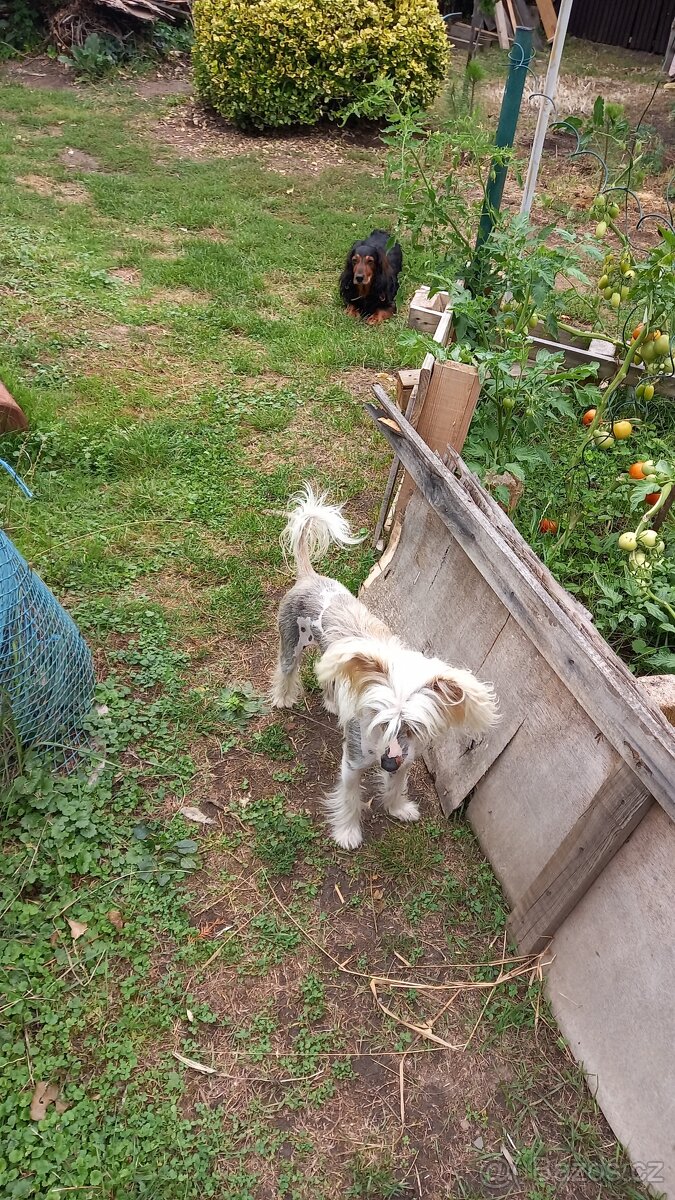 Čínský chocholatý pes ke krytí - 4