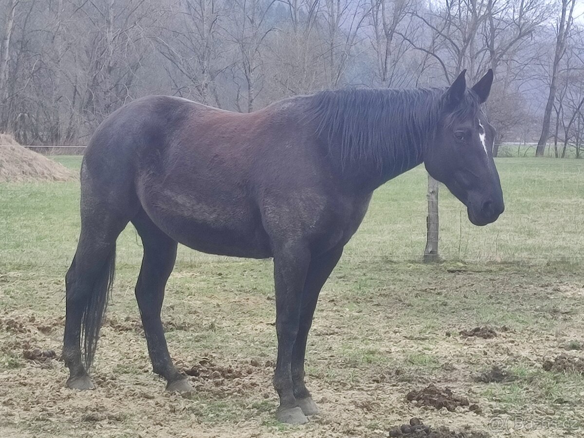 Appaloosa X Bavorský teplokrevník - 4