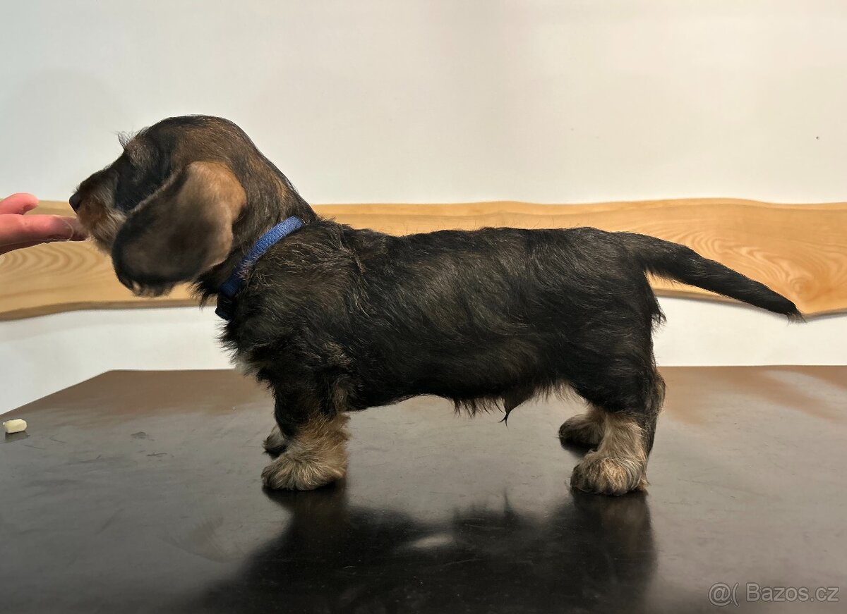 Jezevčík standard drsnosrstý s PP - 4