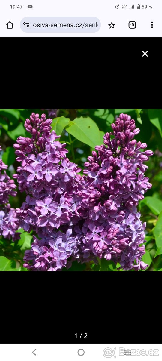 Nabízím odkopy trvalek - 4