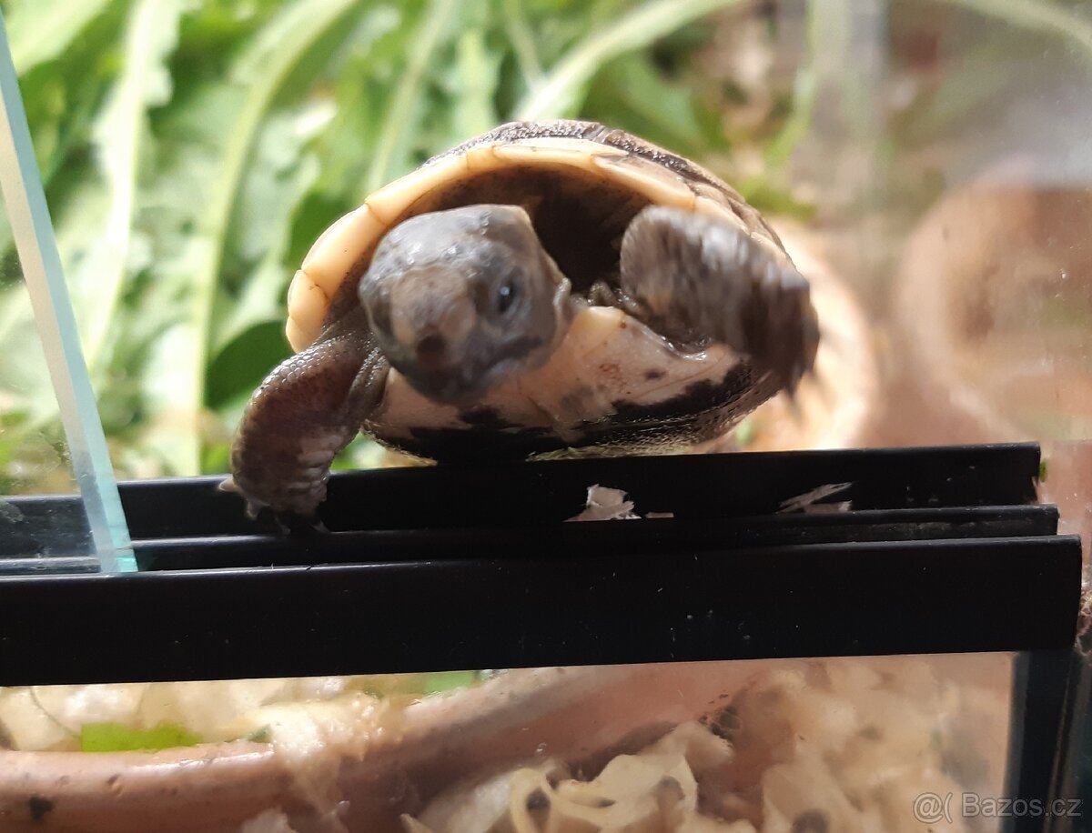 Suchozemské želvy zelenavé a žlutohnědé - 4