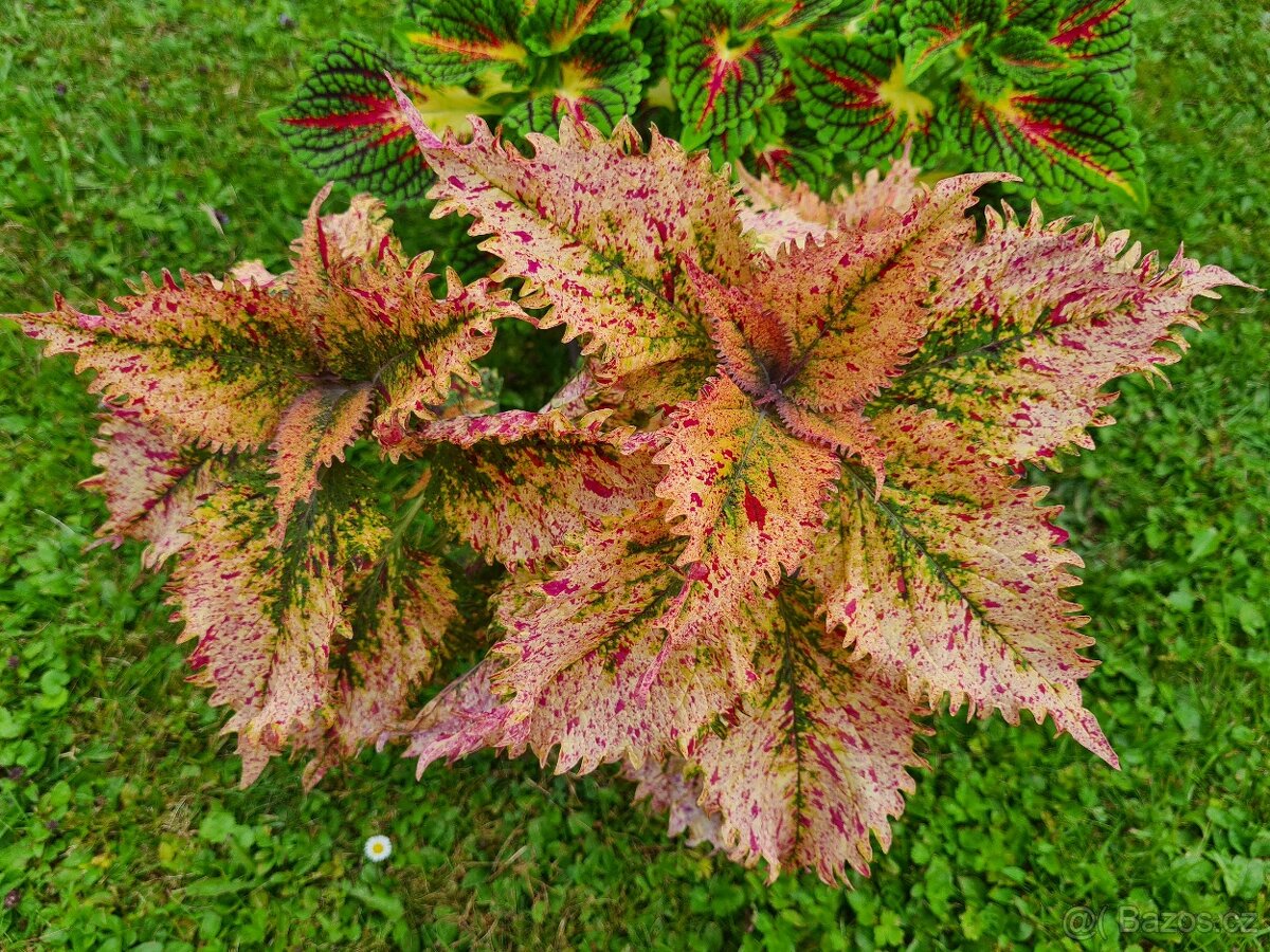 Africké okrasné kopřivy COLEUS SEMENA - 4