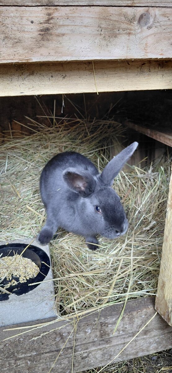 Prodej samice kralíka - 4