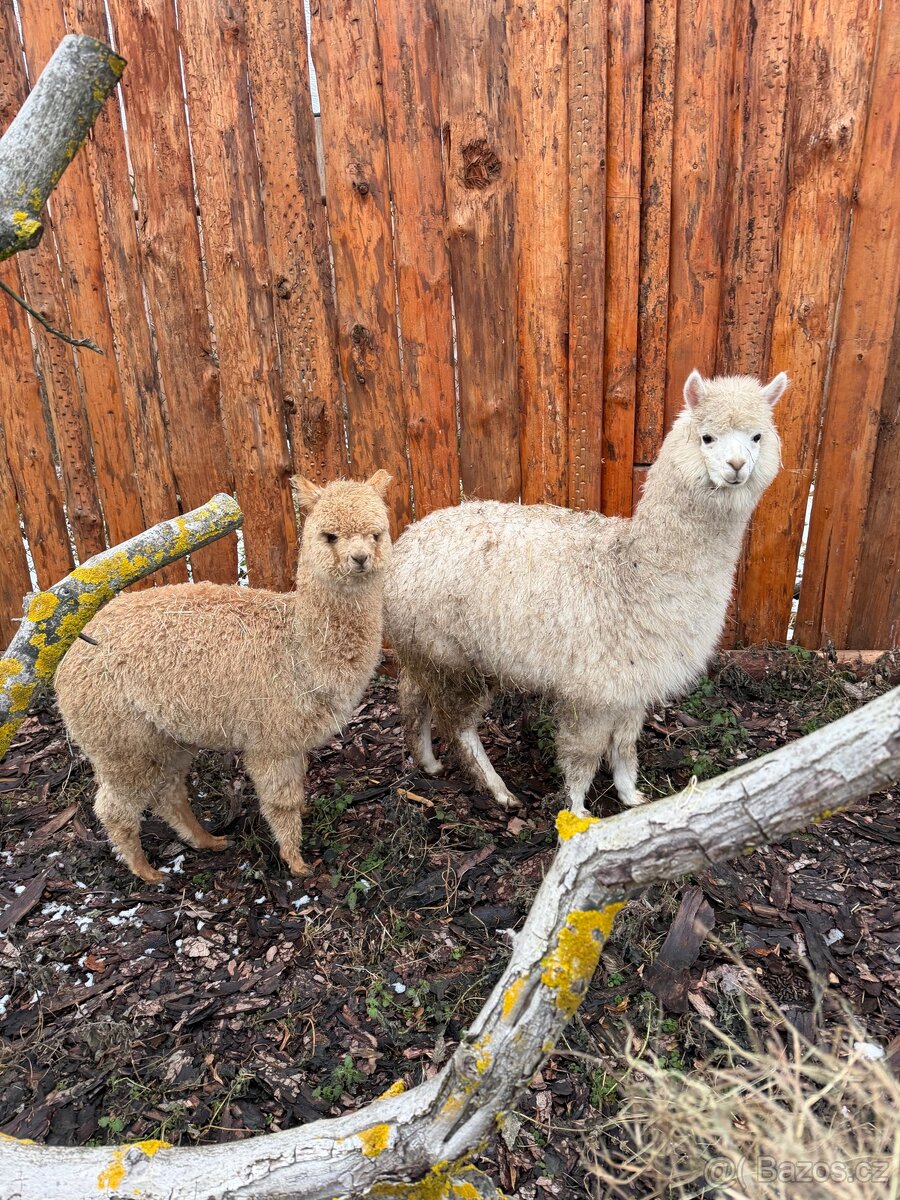 Lama Alpaka - Samice - 4