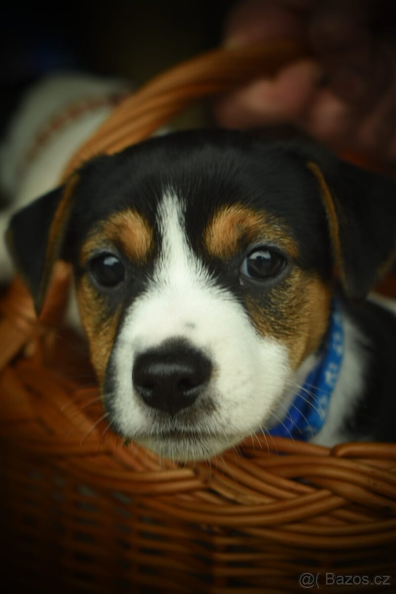 Jack Russell teriér - 4