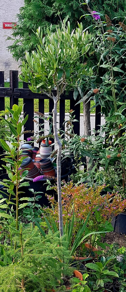 Olivovník, stromky, rostliny do zimní zahrady - 4