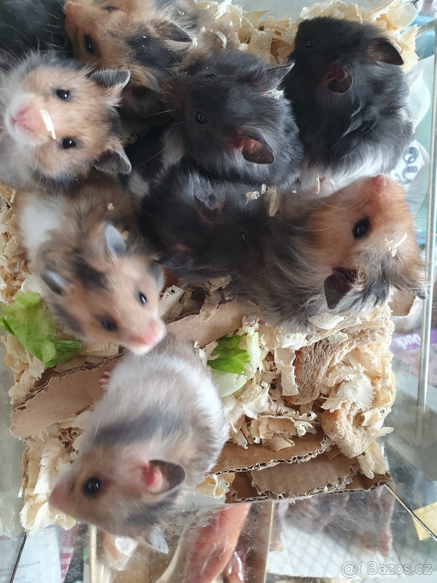 Křeček zlatý medvědí a syrský - 4