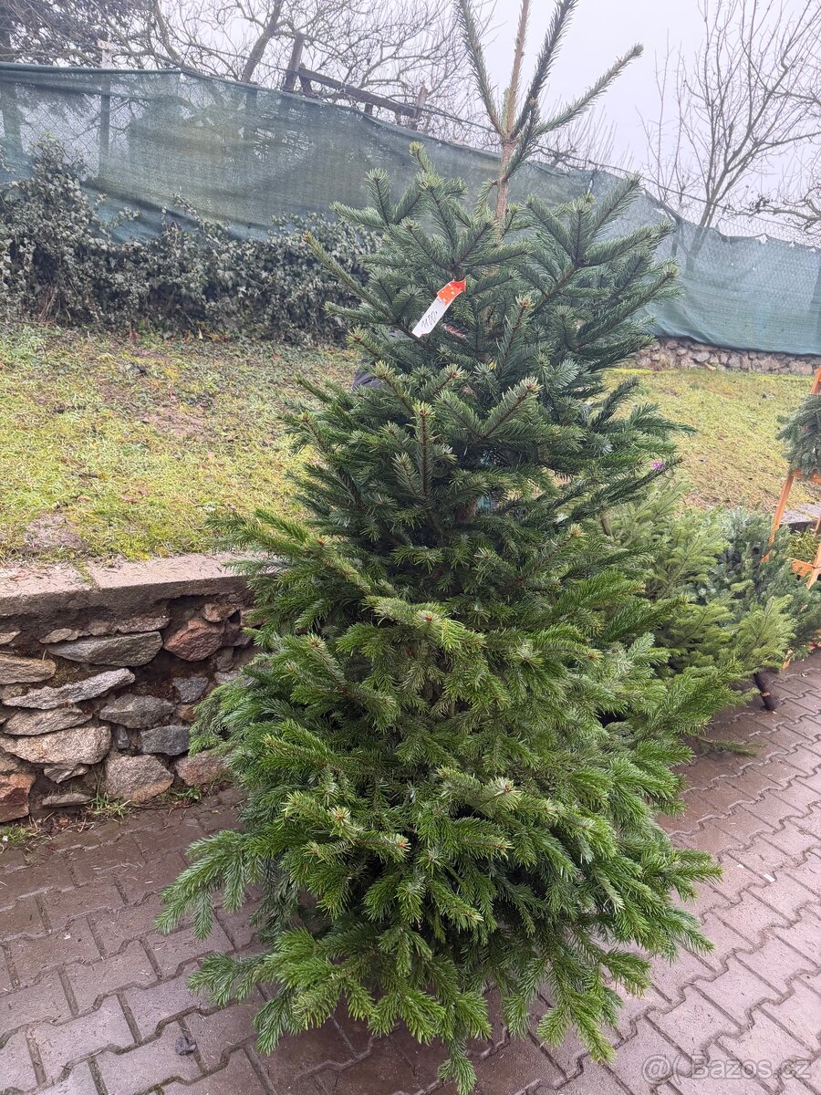 Vánoční stromky - 4