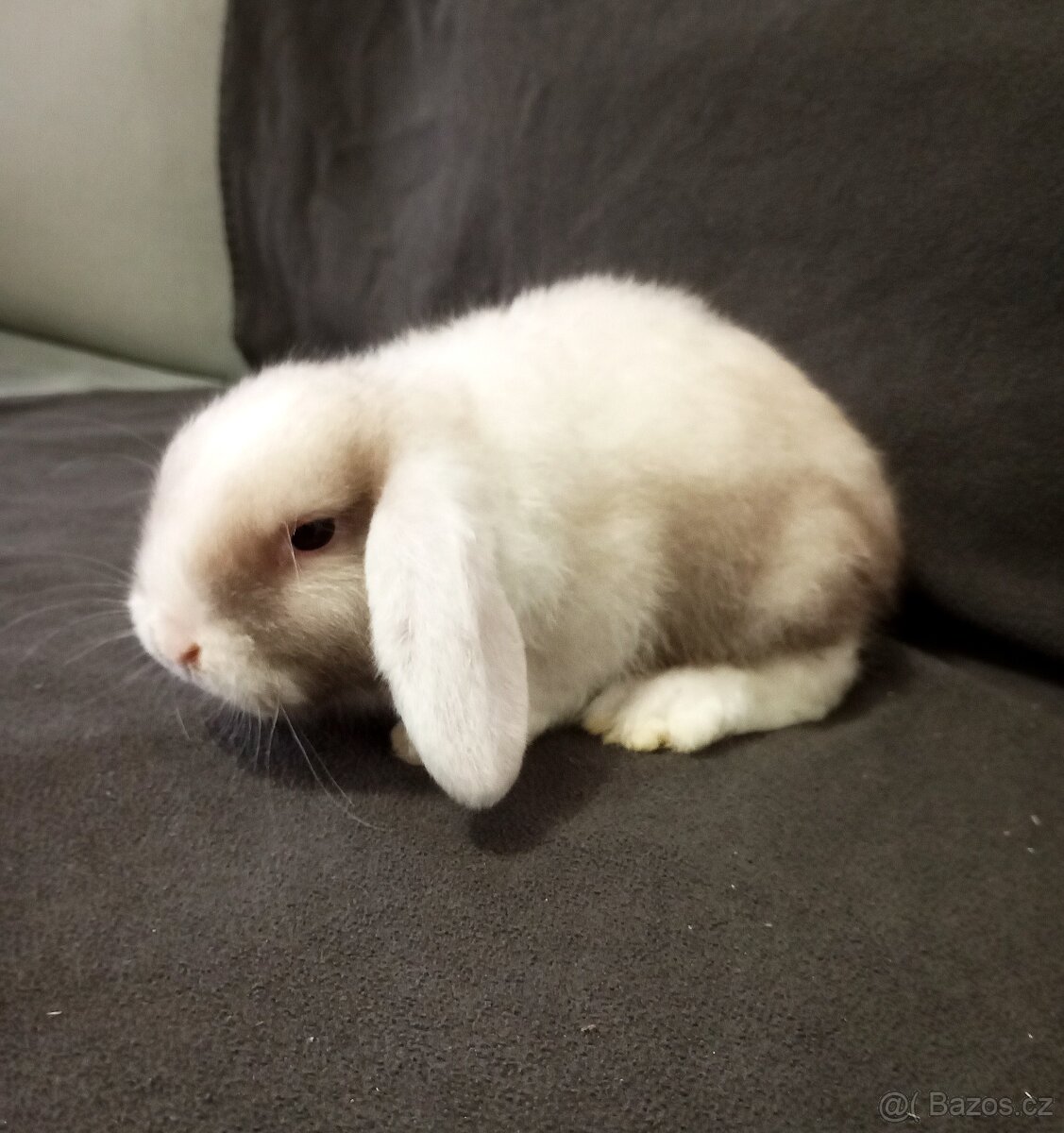 Zakrslý beránek králíček - 4